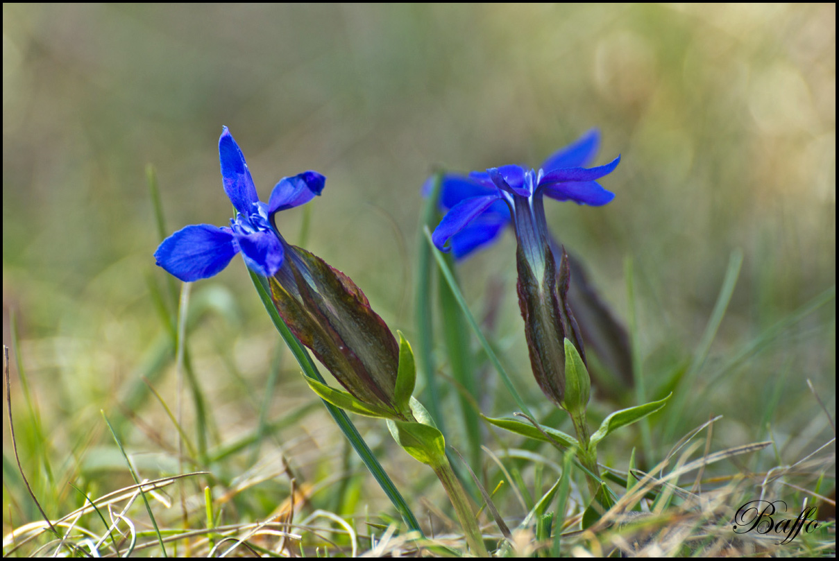 Gentiana verna subsp. tergestina  / Genziana di Trieste